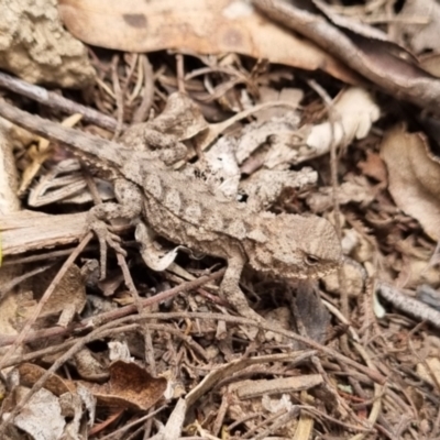 Rankinia diemensis (Mountain Dragon) at Tennent, ACT - 3 Dec 2023 by pixelnips