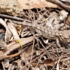 Rankinia diemensis at Namadgi National Park - 3 Dec 2023 12:30 PM