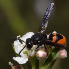 Eumeninae (subfamily) (Unidentified Potter wasp) at Jerrabomberra, NSW - 3 Dec 2023 by DianneClarke
