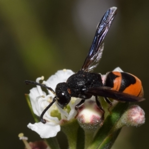 Eumeninae (subfamily) at Mount Jerrabomberra - 3 Dec 2023 12:47 PM