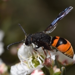 Eumeninae (subfamily) at Mount Jerrabomberra - 3 Dec 2023 12:47 PM