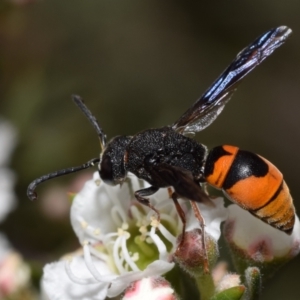 Eumeninae (subfamily) at Mount Jerrabomberra - 3 Dec 2023 12:47 PM