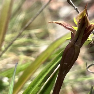 Chiloglottis sp. (A Bird/Wasp Orchid) at Brindabella National Park - 3 Dec 2023 by dgb900