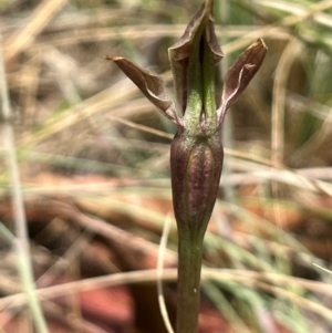 Chiloglottis sp. at Brindabella National Park - 3 Dec 2023