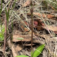 Chiloglottis sp. at Brindabella National Park - 3 Dec 2023