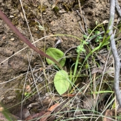 Chiloglottis sp. at Brindabella National Park - 3 Dec 2023