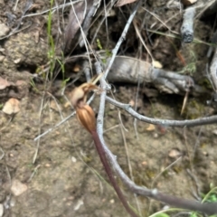 Chiloglottis sp. at Brindabella National Park - suppressed