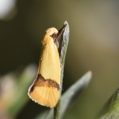 Coesyra phaeozona (A Concealer moth (Chezala Group)) at Mount Jerrabomberra - 3 Dec 2023 by DianneClarke