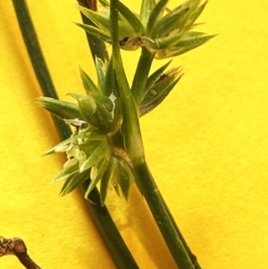 Juncus fockei at Gibraltar Pines - 2 Dec 2023