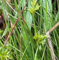 Juncus fockei at Gibraltar Pines - 2 Dec 2023