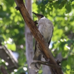 Philemon corniculatus (Noisy Friarbird) at Point Hut to Tharwa - 3 Dec 2023 by RodDeb