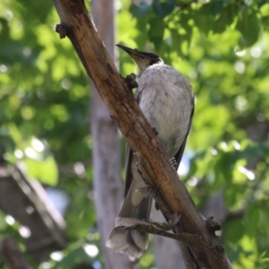 Philemon corniculatus at Point Hut to Tharwa - 3 Dec 2023