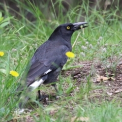 Strepera graculina (Pied Currawong) at Greenway, ACT - 3 Dec 2023 by RodDeb