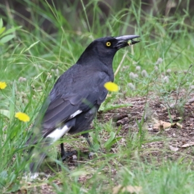 Strepera graculina (Pied Currawong) at Greenway, ACT - 3 Dec 2023 by RodDeb