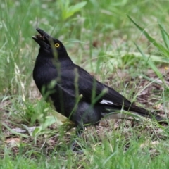 Strepera graculina at Point Hut to Tharwa - 3 Dec 2023