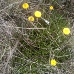 Rutidosis leiolepis at Cooma Grasslands Reserves - 3 Dec 2023 01:11 PM