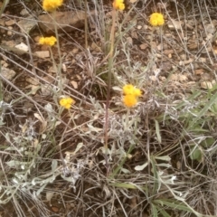 Chrysocephalum apiculatum (Common Everlasting) at Cooma Grasslands Reserves - 3 Dec 2023 by mahargiani