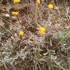 Chrysocephalum apiculatum at Cooma Grasslands Reserves - 3 Dec 2023 01:12 PM