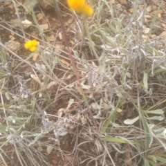 Chrysocephalum apiculatum at Cooma Grasslands Reserves - 3 Dec 2023