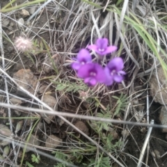 Swainsona sericea (Silky Swainson-Pea) at Cooma Grasslands Reserves - 3 Dec 2023 by mahargiani