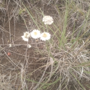 Leucochrysum albicans subsp. tricolor at Cooma Grasslands Reserves - 3 Dec 2023