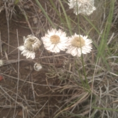 Leucochrysum albicans subsp. tricolor at Cooma Grasslands Reserves - 3 Dec 2023