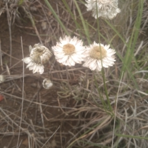 Leucochrysum albicans subsp. tricolor at Cooma Grasslands Reserves - 3 Dec 2023
