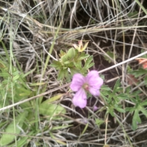 Geranium retrorsum at Cooma Grasslands Reserves - 3 Dec 2023 01:19 PM