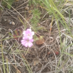 Geranium retrorsum at Cooma Grasslands Reserves - 3 Dec 2023 01:19 PM