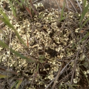 Xanthoparmelia semiviridis at Cooma Grasslands Reserves - 3 Dec 2023 01:23 PM