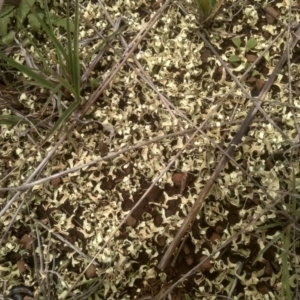 Xanthoparmelia semiviridis at Cooma Grasslands Reserves - 3 Dec 2023 01:23 PM