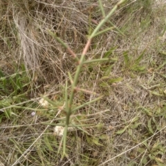 Discaria pubescens (Australian Anchor Plant) at Cooma, NSW - 3 Dec 2023 by mahargiani