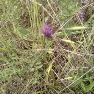 Cullen tenax at Cooma Grasslands Reserves - 3 Dec 2023