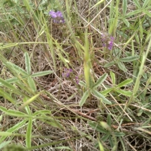 Cullen tenax at Cooma Grasslands Reserves - 3 Dec 2023