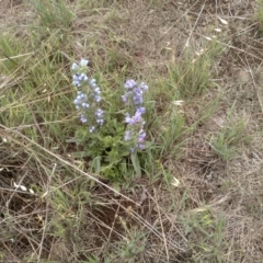 Echium vulgare (Vipers Bugloss) at Cooma, NSW - 3 Dec 2023 by mahargiani