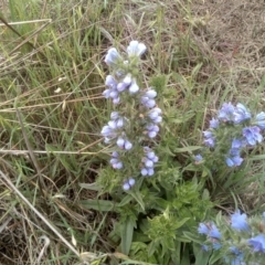 Echium vulgare at Cooma Grasslands Reserves - 3 Dec 2023