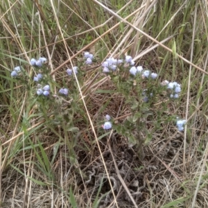 Echium vulgare at Cooma Grasslands Reserves - 3 Dec 2023