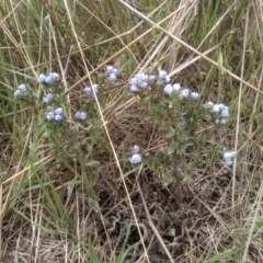 Echium vulgare (Vipers Bugloss) at Cooma, NSW - 3 Dec 2023 by mahargiani