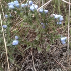 Echium vulgare at Cooma Grasslands Reserves - 3 Dec 2023 01:46 PM