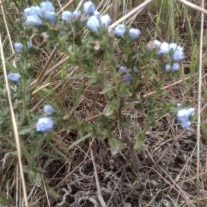 Echium vulgare at Cooma Grasslands Reserves - 3 Dec 2023