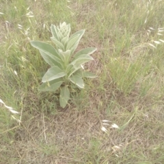 Verbascum thapsus subsp. thapsus (Great Mullein, Aaron's Rod) at Cooma Grasslands Reserves - 3 Dec 2023 by mahargiani