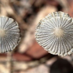 Coprinellus etc. (An Inkcap) at Higgins Woodland - 2 Dec 2023 by Trevor