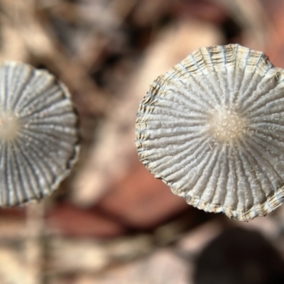 Coprinellus etc. (An Inkcap) at Higgins Woodland - 2 Dec 2023 by Trevor