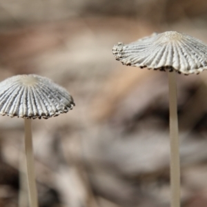 Coprinellus etc. at Higgins Woodland - 3 Dec 2023