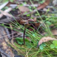 Chiloglottis sp. (A Bird/Wasp Orchid) at Brindabella National Park - 3 Dec 2023 by Rebeccajgee