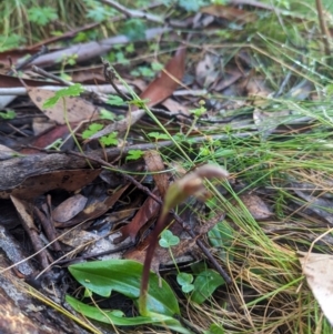 Chiloglottis sp. at Brindabella National Park - suppressed