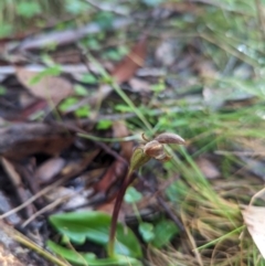 Chiloglottis sp. at Brindabella National Park - suppressed