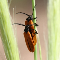 Porrostoma rhipidium (Long-nosed Lycid (Net-winged) beetle) at Higgins Woodland - 3 Dec 2023 by MichaelWenke