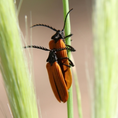 Porrostoma rhipidium (Long-nosed Lycid (Net-winged) beetle) at Higgins Woodland - 2 Dec 2023 by Trevor