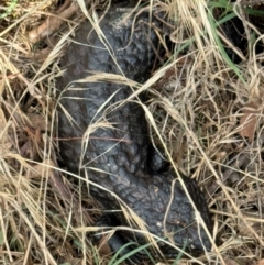 Tiliqua rugosa (Shingleback Lizard) at Hackett, ACT - 1 Dec 2023 by Louisab